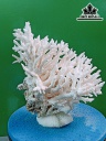 Tác Phẩm Đá San Hô Cao 24 Ngang 24 (cm)