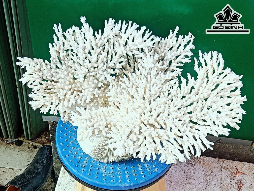 Tác Phẩm Đá San Hô Cao 25 Ngang 38 (cm)