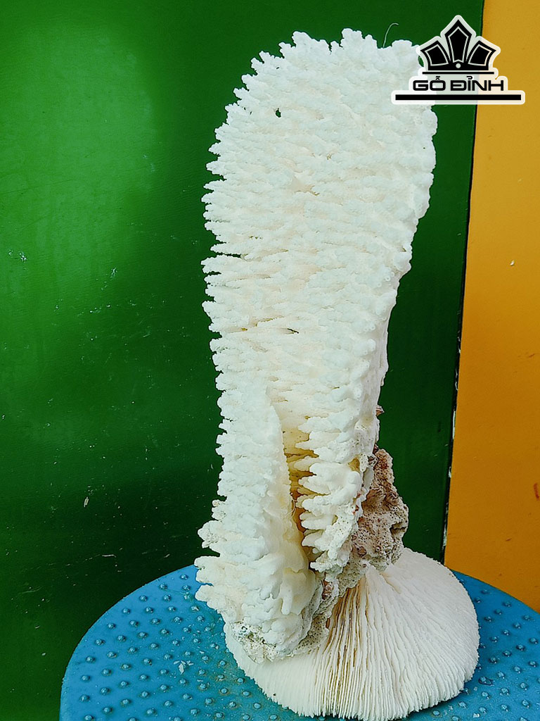 Tác Phẩm Đá San Hô Cao 28 Ngang 20 (cm)