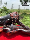Tượng Hổ Phong Thủy Gỗ Trắc Ngang 51 Cao 22 Sâu 21 (cm)