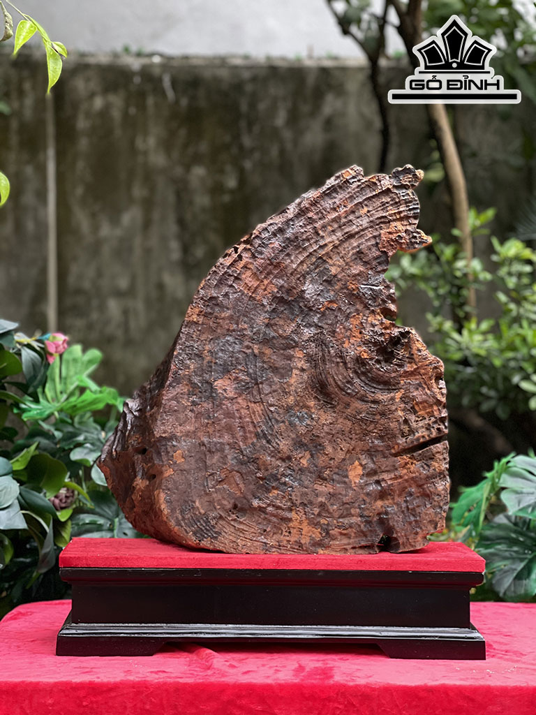 Tượng Đạt Ma Sư Tổ Gỗ Lũa Dổi Cao 50 Ngang 46 Sâu 10 (cm)