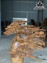 Cây Tùng Bonsai Gỗ Bách Xanh Cao 112 Ngang 82 Sâu 36 (cm)
