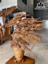 Cây Tùng Bonsai Gỗ Bách Xanh Cao 112 Ngang 82 Sâu 36 (cm)