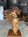Cây Tùng Bonsai Gỗ Bách Xanh Cao 112 Ngang 82 Sâu 36 (cm)