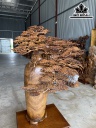 Cây Tùng Bonsai Gỗ Bách Xanh Cao 112 Ngang 82 Sâu 36 (cm)