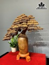 Bình Tùng Gỗ Bách Xanh Cao 75 Ngang 70 Sâu 26 (cm)
