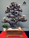 Chậu Hoa Phù Dung Gỗ Trắc Cao 86 Ngang 66 Sâu 43 (cm)