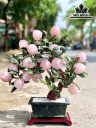 Cây Đào Đá Thạch Anh Hồng Cao 43 Ngang 48 (cm) 9kg