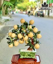 Tác Phẩm Cây Đào Đá Ngọc Hoàng Long Cao 45 Ngang 30 (cm) 9kg