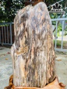 Tác Phẩm Gỗ Hóa Thạch Cao 56 Ngang 33 (cm) 35,3kg