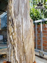 Tác Phẩm Gỗ Hóa Thạch Cao 115 Ngang 33 (cm) 65kg