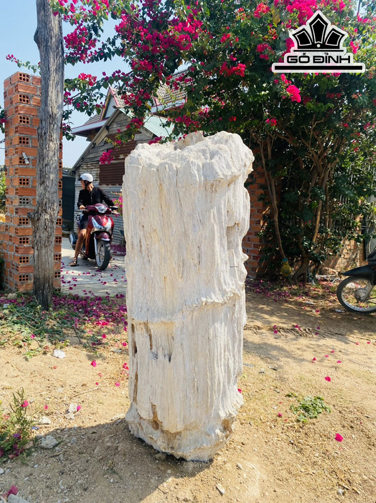 Tác Phẩm Gỗ Hóa Thạch Cao 150 Ngang 60 (cm) 100kg