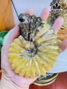 Tác Phẩm Ốc Anh Vũ Hóa Ngọc Cao 18 Ngang 23 (cm) 1,7kg