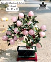 Cây Đào Đá Thạch Anh Hồng Cao 43 Ngang 48 (cm) 9kg