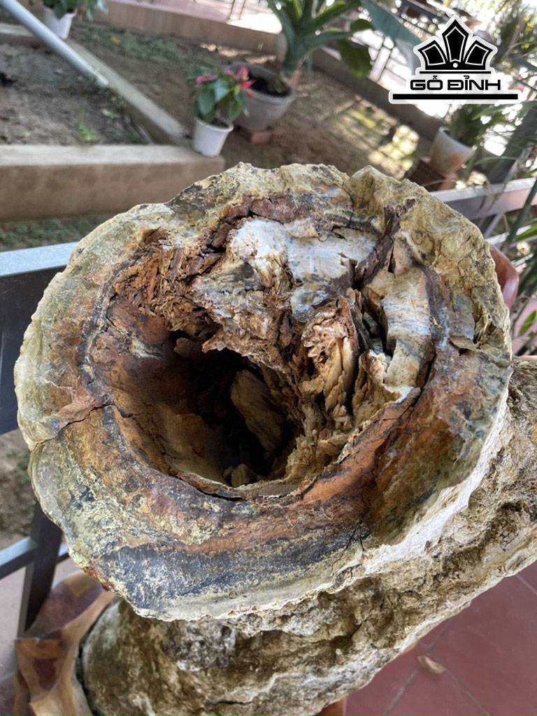 Tác Phẩm Gỗ Hóa Thạch Cao 98 (cm) 140kg