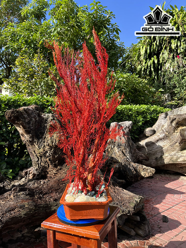 Tác Phẩm Cây San Hô Cao 79 (cm)