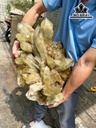 Tác Phẩm Đá Thạch Anh Vàng Cao 55 Ngang 50 (cm) 39,95kg