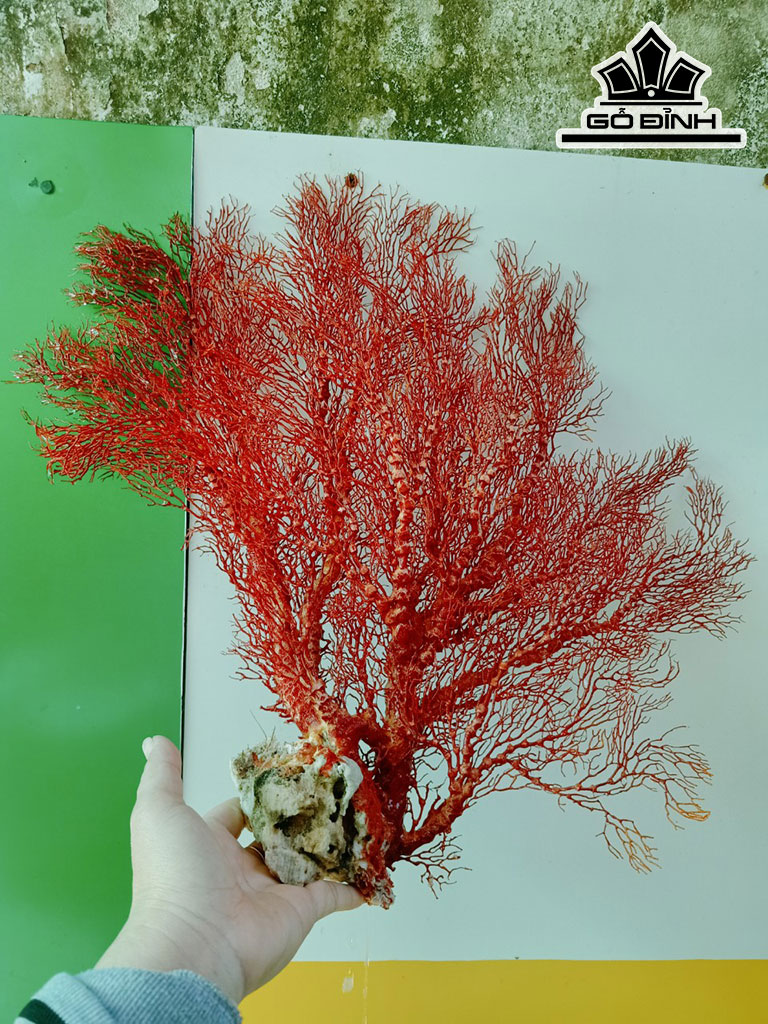 Tác Phẩm Cây San Hô Cao 43 Ngang 50 (cm)