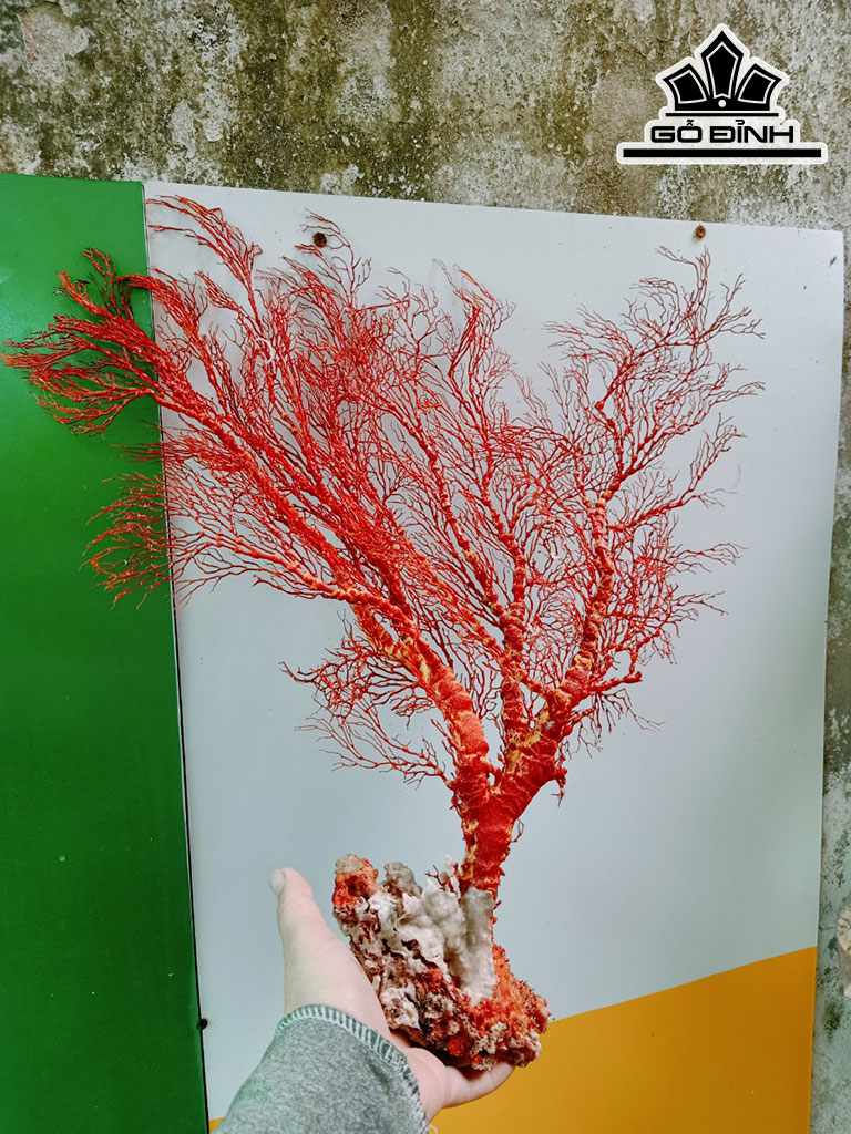 Tác Phẩm Cây San Hô Cao 45 Ngang 40 (cm)