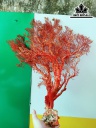 Tác Phẩm Cây San Hô Cao 50 Ngang 45 (cm)