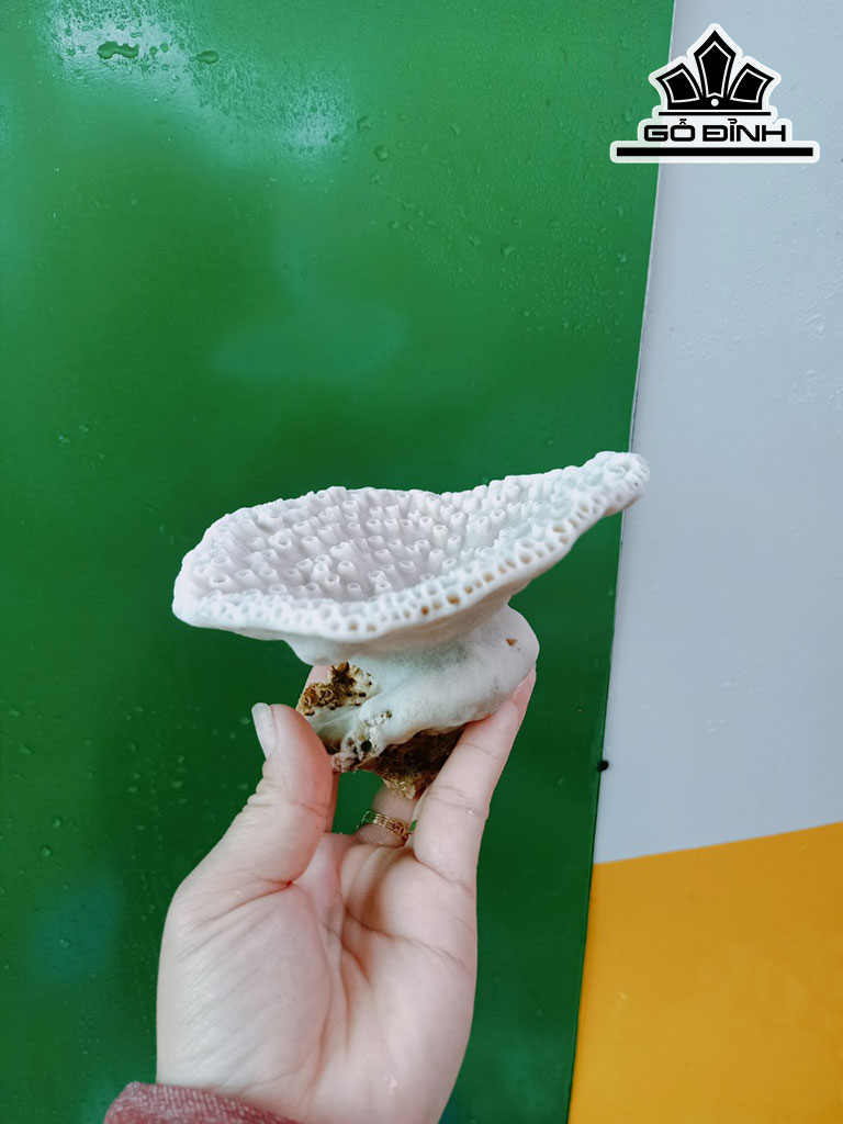 Tác Phẩm Đá San Hô Cao 12 Ngang 13 (cm)
