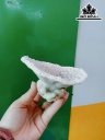 Tác Phẩm Đá San Hô Cao 12 Ngang 13 (cm)