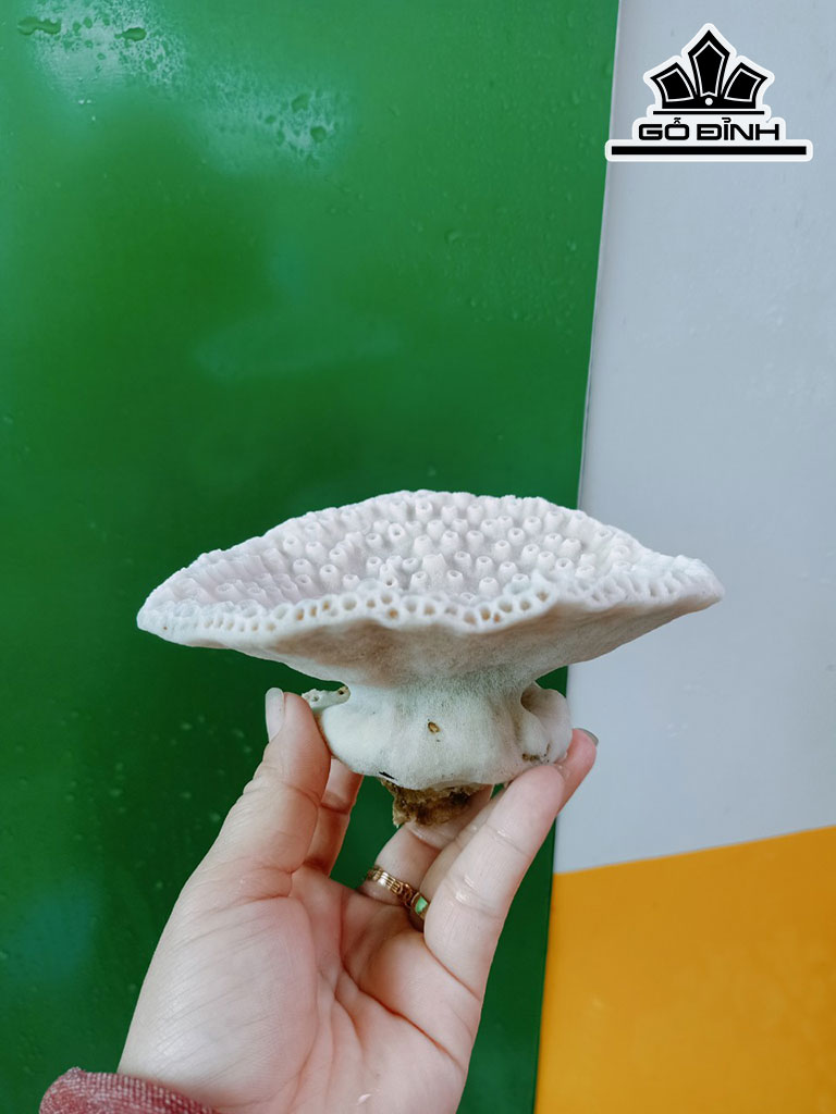 Tác Phẩm Đá San Hô Cao 12 Ngang 13 (cm)