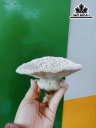 Tác Phẩm Đá San Hô Cao 12 Ngang 13 (cm)