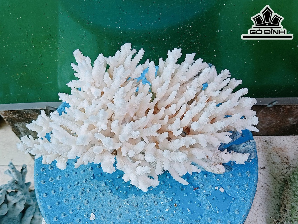 Tác Phẩm Đá San Hô Cao 13 Ngang 22 (cm)