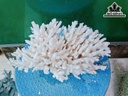 Tác Phẩm Đá San Hô Cao 13 Ngang 22 (cm)