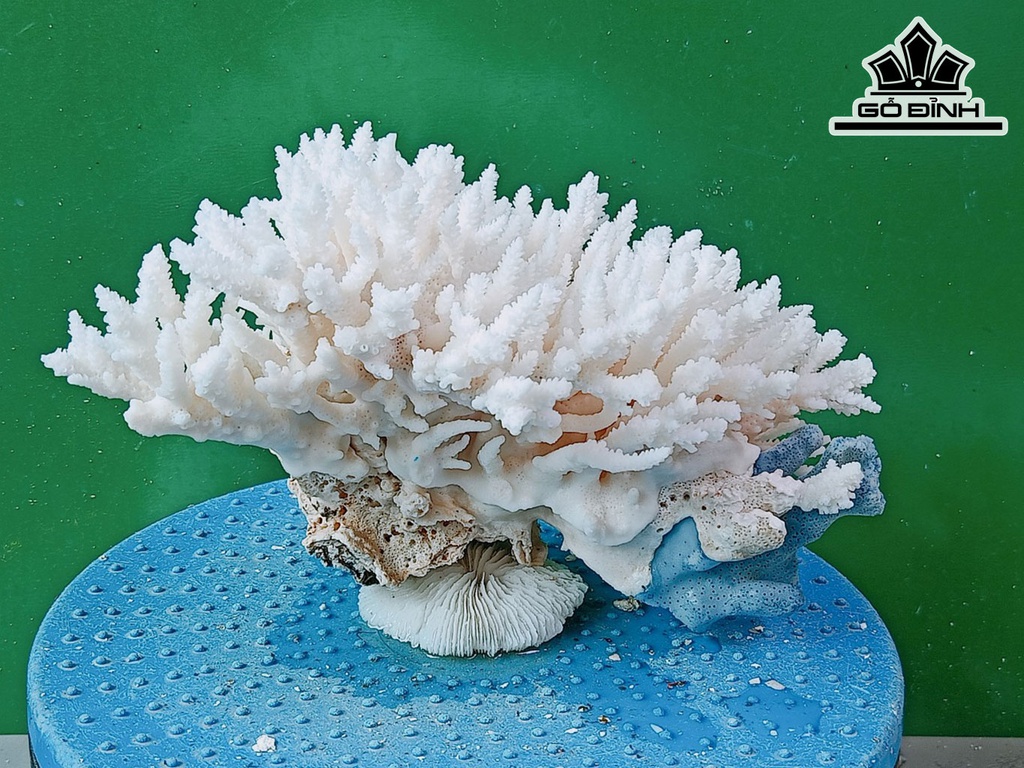 Tác Phẩm Đá San Hô Cao 13 Ngang 22 (cm)