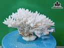 Tác Phẩm Đá San Hô Cao 13 Ngang 22 (cm)