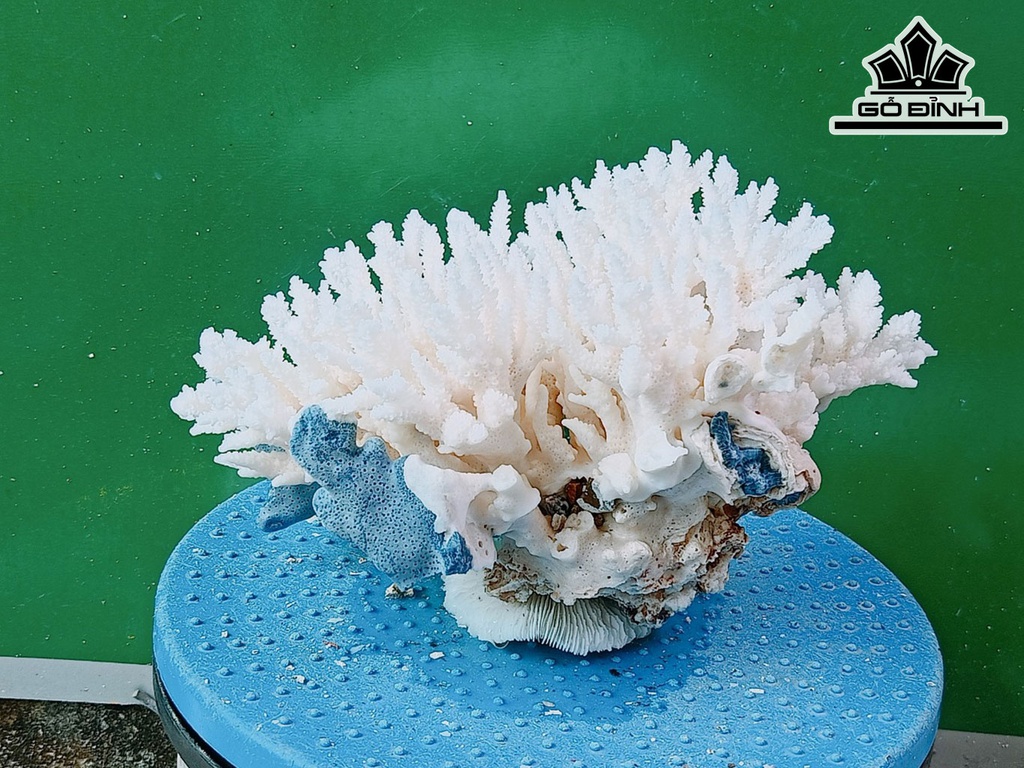 Tác Phẩm Đá San Hô Cao 13 Ngang 22 (cm)