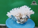 Tác Phẩm Đá San Hô Cao 13 Ngang 22 (cm)
