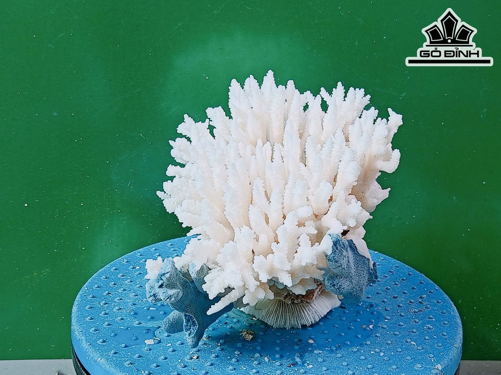 Tác Phẩm Đá San Hô Cao 13 Ngang 22 (cm)