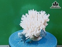 Tác Phẩm Đá San Hô Cao 13 Ngang 22 (cm)