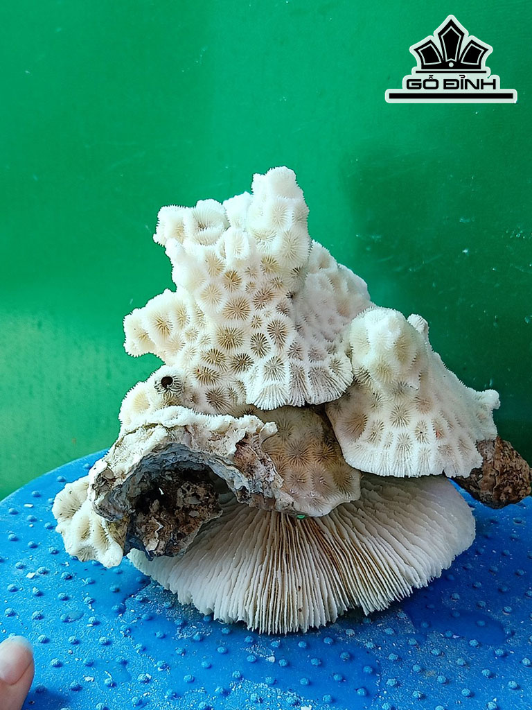 Tác Phẩm Đá San Hô Cao 15 Ngang 18 (cm)