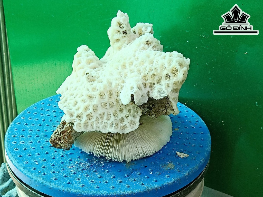 Tác Phẩm Đá San Hô Cao 15 Ngang 18 (cm)