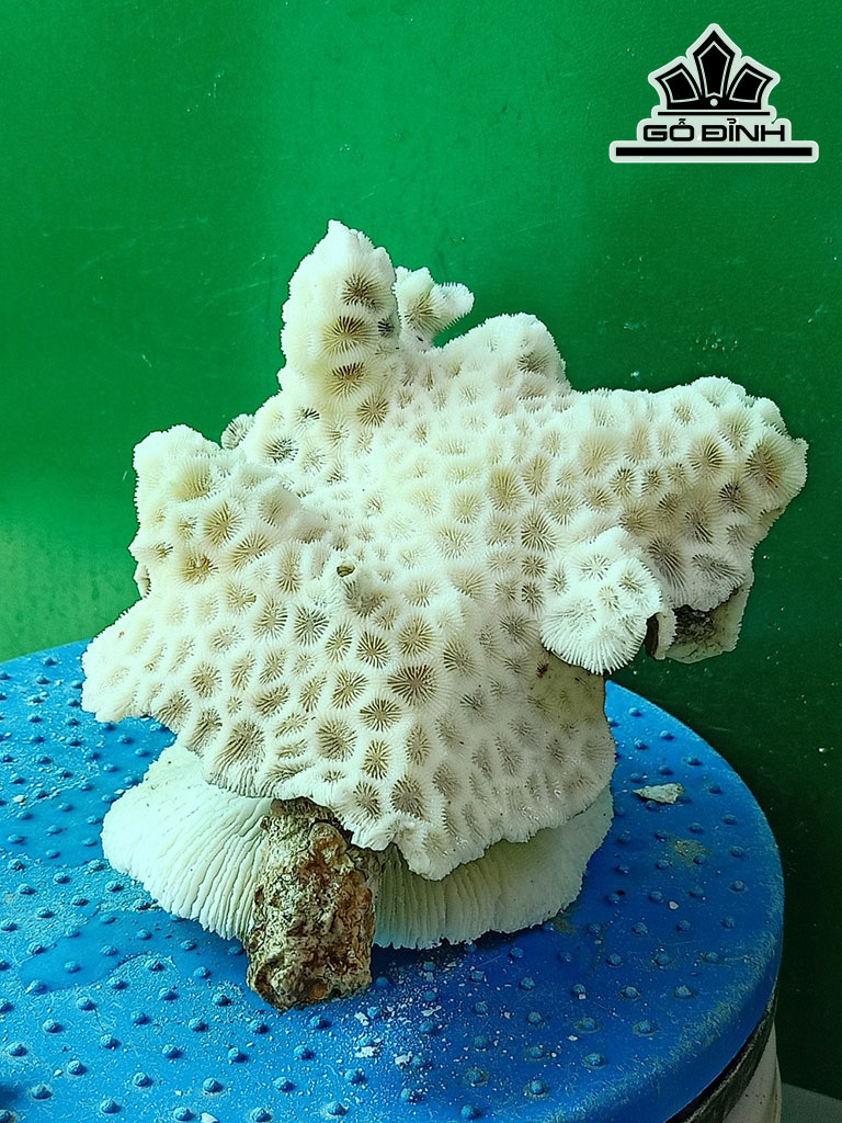Tác Phẩm Đá San Hô Cao 15 Ngang 18 (cm)