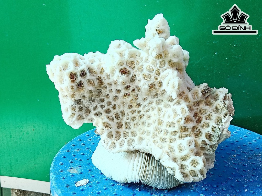 Tác Phẩm Đá San Hô Cao 15 Ngang 18 (cm)