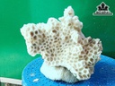 Tác Phẩm Đá San Hô Cao 15 Ngang 18 (cm)