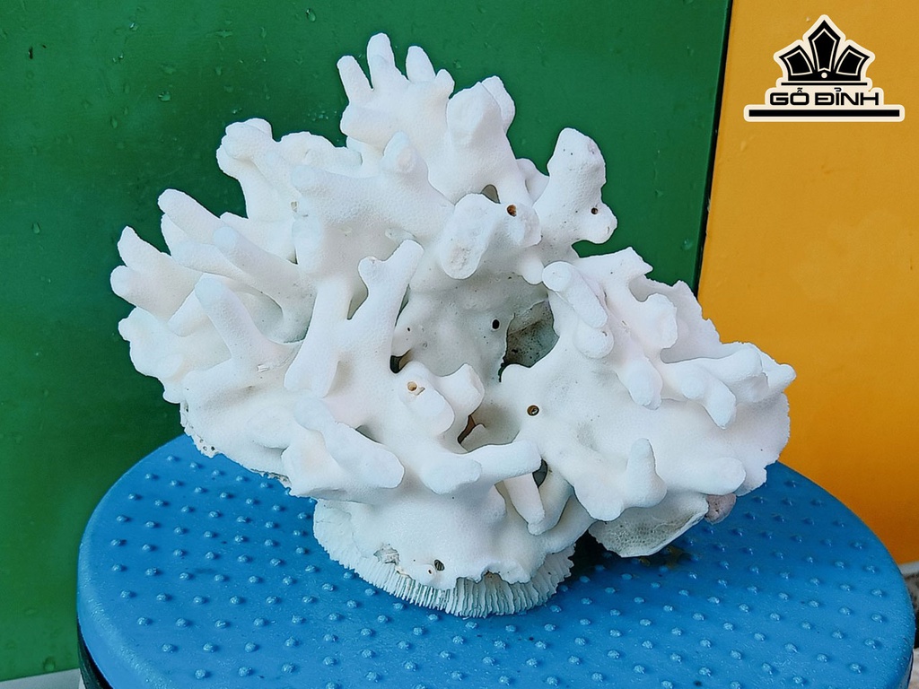 Tác Phẩm Đá San Hô Cao 15 Ngang 20 (cm)