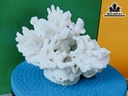 Tác Phẩm Đá San Hô Cao 15 Ngang 20 (cm)