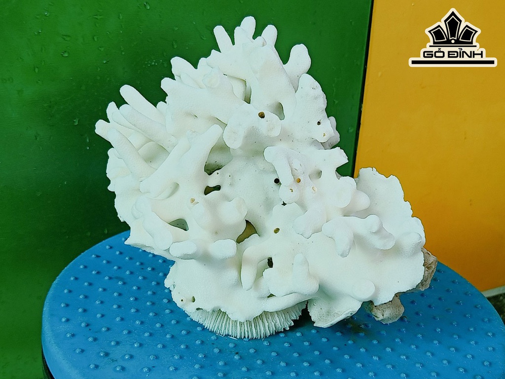 Tác Phẩm Đá San Hô Cao 15 Ngang 20 (cm)