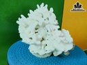 Tác Phẩm Đá San Hô Cao 15 Ngang 20 (cm)