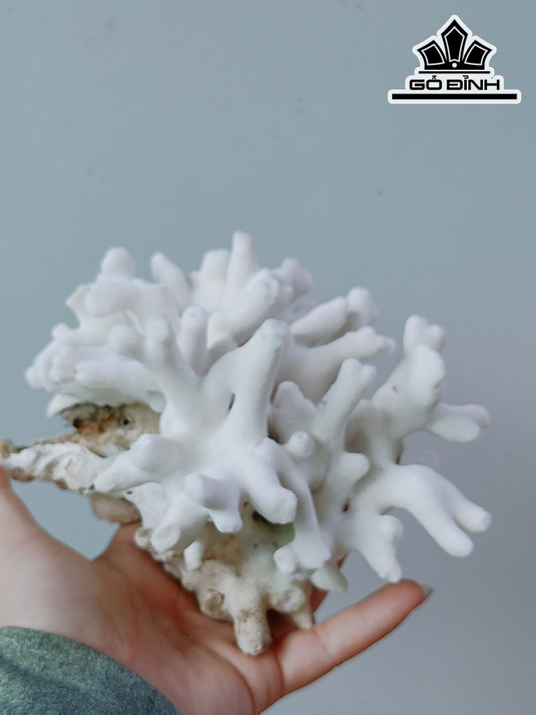 Tác Phẩm Đá San Hô Cao 16 Ngang 15 (cm)