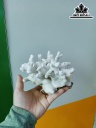 Tác Phẩm Đá San Hô Cao 16 Ngang 15 (cm)