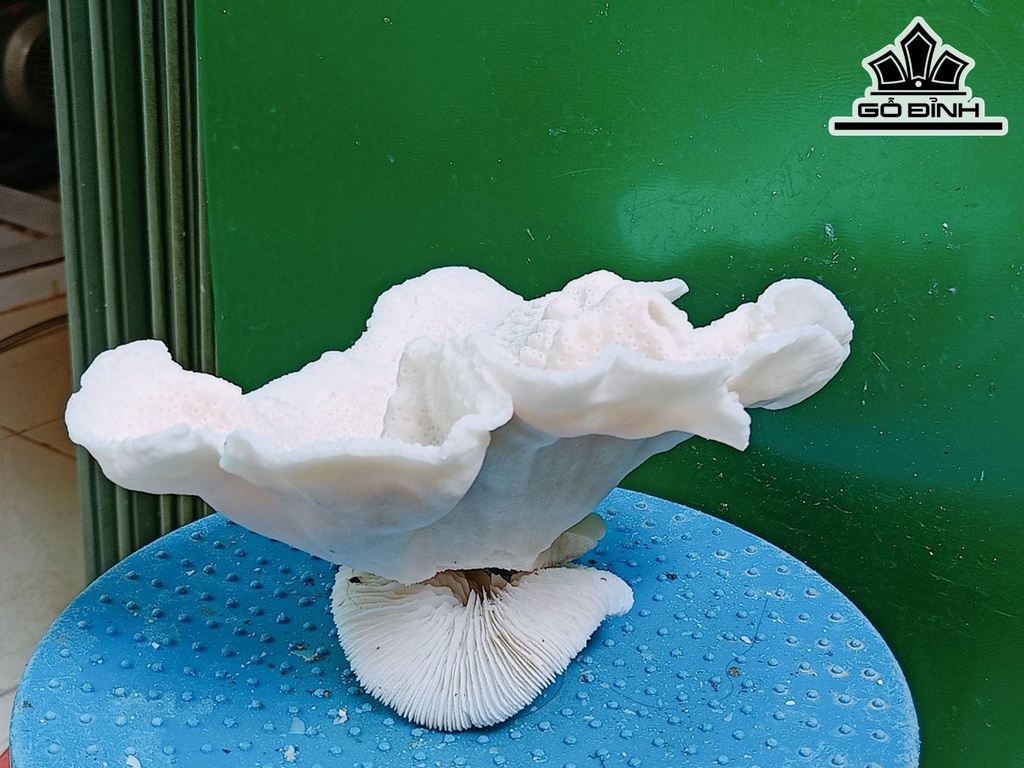 Tác Phẩm Đá San Hô Cao 17 Ngang 20 (cm)