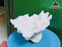 Tác Phẩm Đá San Hô Cao 17 Ngang 20 (cm)