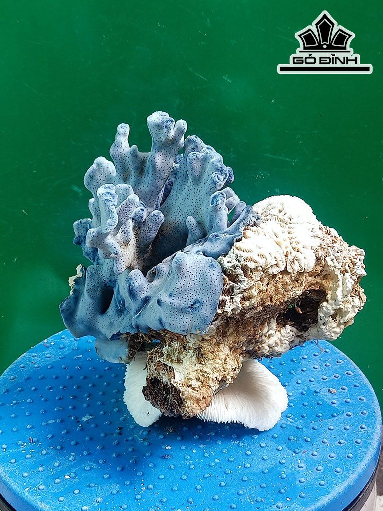 Tác Phẩm Đá San Hô Cao 19 Ngang 16 (cm)